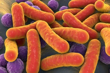 Votre microbiome intestinal pourrait vous empêcher de perdre du poids - 5