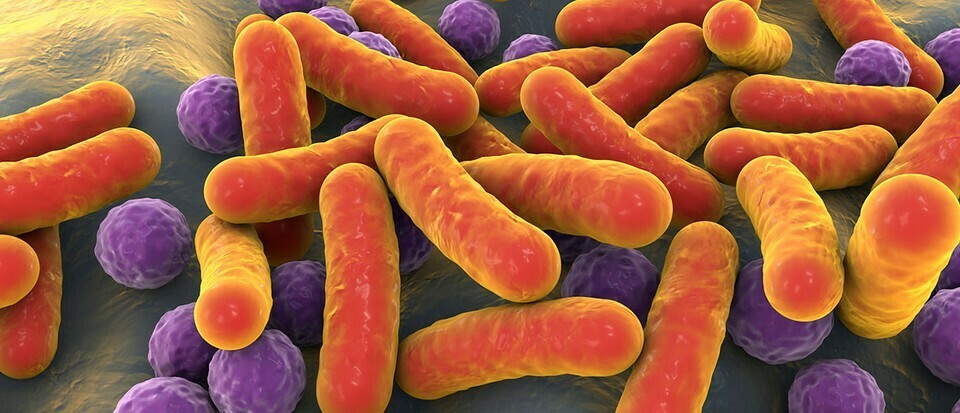 Votre microbiome intestinal pourrait vous empêcher de perdre du poids 2 Votre microbiome intestinal pourrait vous empêcher de perdre du poids - 1