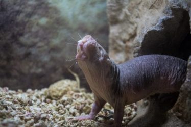 Faits étranges sur les rats-taupes nus - 3