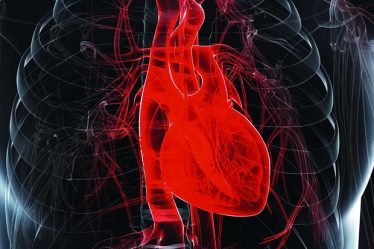 Pourquoi les muscles cardiaques ne se fatiguent-ils pas ? - 7