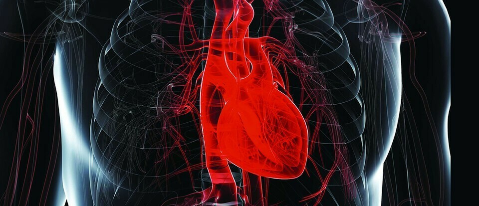 Pourquoi les muscles cardiaques ne se fatiguent-ils pas ? 2 Pourquoi les muscles cardiaques ne se fatiguent-ils pas ? - 1