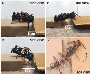 Les robots inspirés des fourmis travaillent en essaims pour surmonter les obstacles et soulever des objets. › Nouvelles Geek - 6