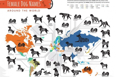 Luna, Kira, Max – ce sont les noms de chiens les plus populaires au monde ! › Nouvelles Geek - 7