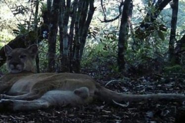 le puma est de retour à Rio de Janeiro › Geeky News - 7