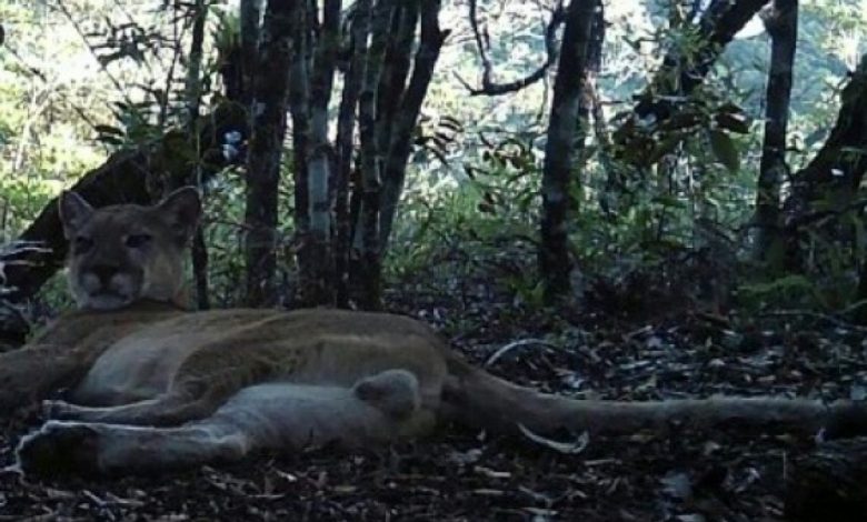 le puma est de retour à Rio de Janeiro › Geeky News 2 le puma est de retour à Rio de Janeiro › Geeky News - 1