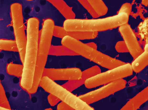 Certaines souches de bactéries Bacillus sont inoffensives pour l'homme et pourraient être utilisées pour tuer d'autres bactéries © Alamy Image d'une longue et cylindrique bactérie Bacillus © Alamy