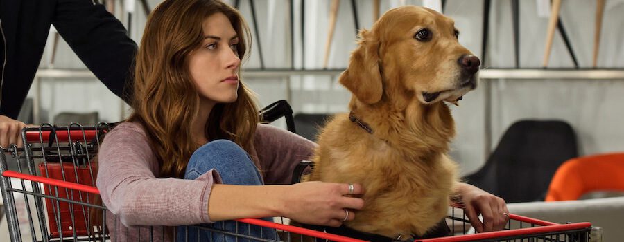 Les émissions CW arrivent sur Netflix en 2022 34 in the dark saison 2 nouveau sur netflix
