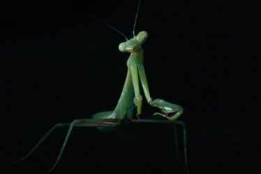 EXPOSITION. L'Odyssée sensorielle ou les images étonnantes de la nature filmées en 8K – sciences et Avenir › Geeky News - 4