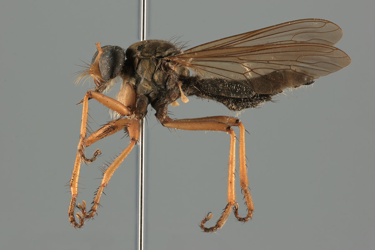 Insectes numérisés au Muséum d'histoire naturelle de Berlin – Sciences et Avenir › Geeky News 2 Insectes numérisés au Muséum d'histoire naturelle de Berlin – Sciences et Avenir › Geeky News - 1