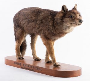Les Amérindiens ont découvert les Malouines avant les Européens › Geeky News 3 Loup des Malouines