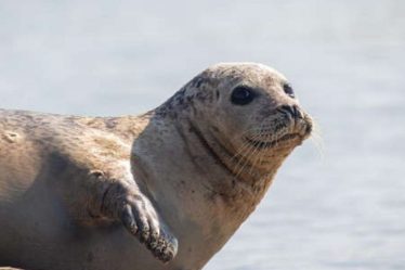 Phoques et requins identifiés dans la Tamise – sciences et Avenir › Geeky News - 5