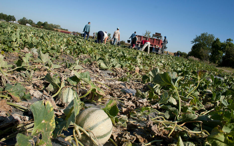 l'effondrement du melon charentais › Geeky News 3 « Nous avons accumulé les mauvaises années et les pertes », explique Didier Miollan, président des Vergers du Sud, qui accuse aussi le mauvais temps de 2021. Naturimages / Sébastien Champion