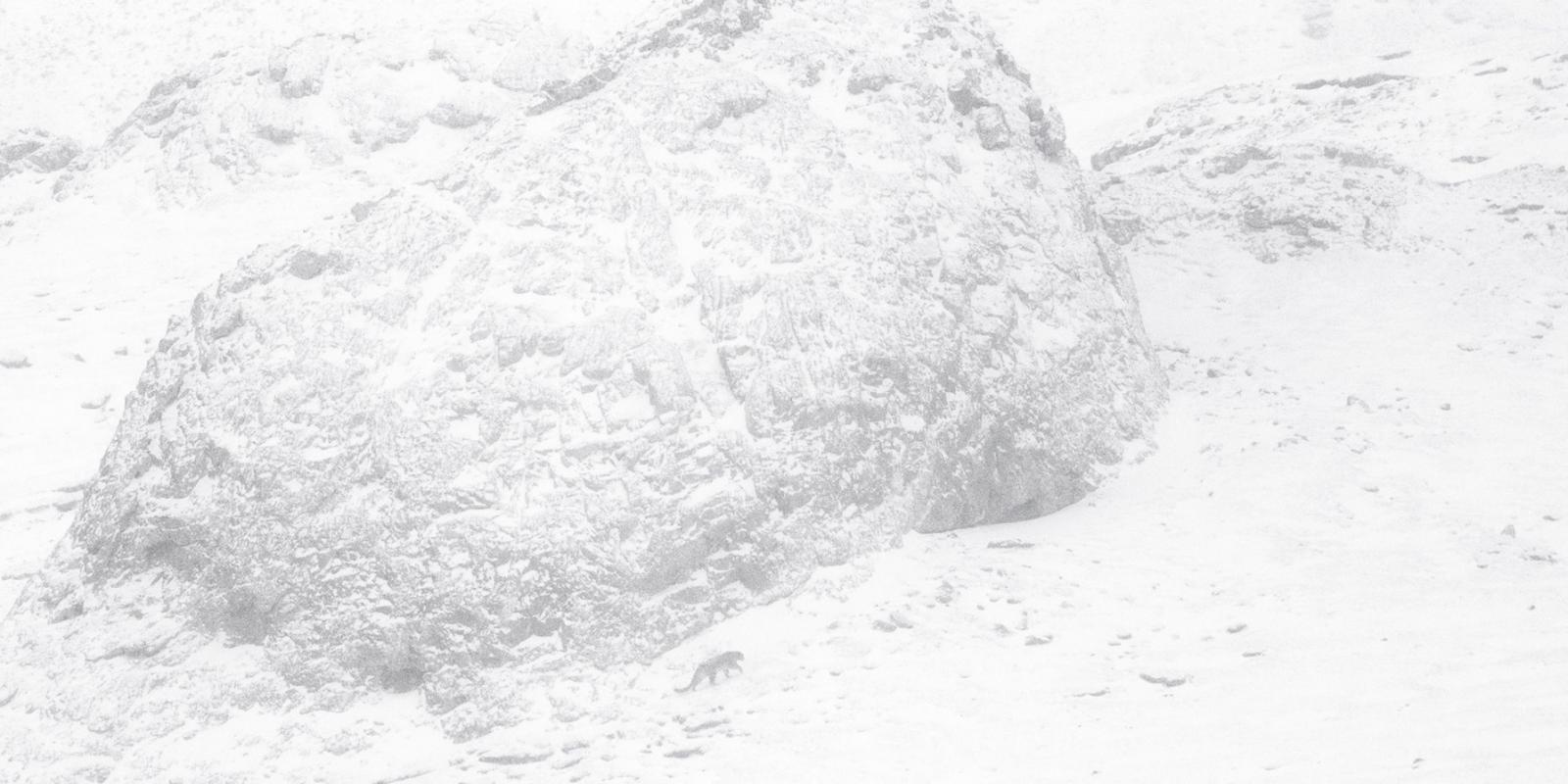 La panthère des neiges, a film about nature by Marie Amiguet and Vincent Munier – Sciences et Avenir › Geeky News 4 La panthère des neiges, a film about nature by Marie Amiguet and Vincent Munier – Sciences et Avenir › Geeky News - 3