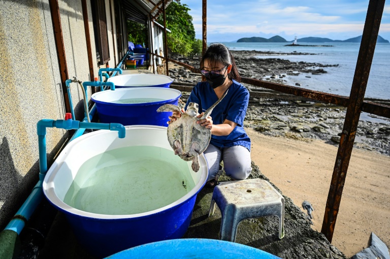 Un biologiste portant une tortue au Centre de biologie marine de Phuket en Thaïlande, le 23 novembre 2021 (AFP - Lillian SUWANRUMPHA)