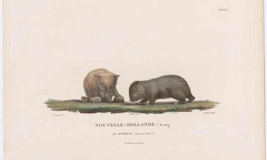 côte française : les premiers explorateurs qui ont fait craindre aux Britanniques une Australie francophone | Exploration 4 Le Wombat