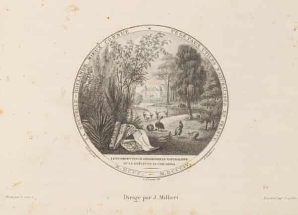 côte française : les premiers explorateurs qui ont fait craindre aux Britanniques une Australie francophone | Exploration 3 Une illustration des plantes rapportées par l'expédition Baudin avec des émeus et des kangourous