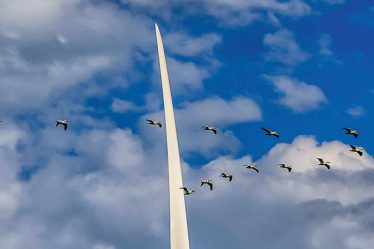 Combien d'oiseaux sont tués par les éoliennes au Royaume-Uni ? - 12