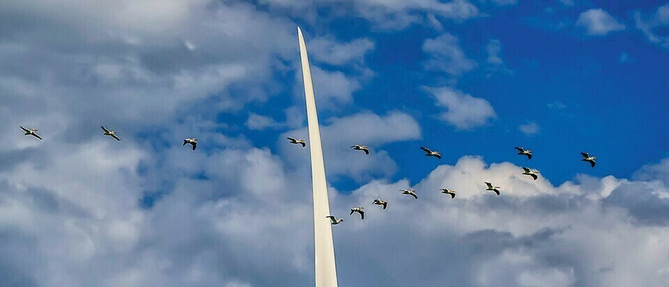 Combien d'oiseaux sont tués par les éoliennes au Royaume-Uni ? 2 Combien d'oiseaux sont tués par les éoliennes au Royaume-Uni ? - 1