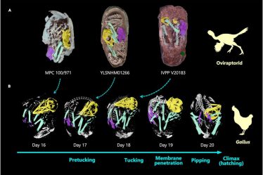 Des chercheurs découvrent un fossile d'embryon de dinosaure extrêmement bien conservé › Geeky News - 5