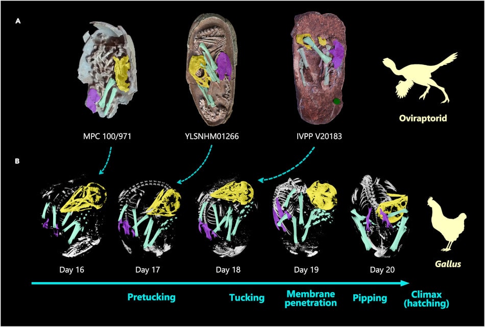 Des chercheurs découvrent un fossile d'embryon de dinosaure extrêmement bien conservé › Geeky News 2 Des chercheurs découvrent un fossile d'embryon de dinosaure extrêmement bien conservé › Geeky News - 1