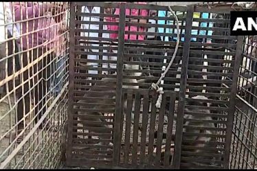 Deux singes arrêtés après avoir tué 250 chiens en Inde › Geeky News - 5