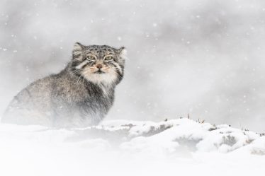 La panthère des neiges, a film about nature by Marie Amiguet and Vincent Munier – Sciences et Avenir › Geeky News - 10
