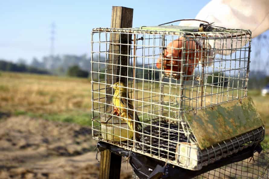 « Le combat continue » : la lutte pour sauver les oiseaux chanteurs d'Europe | Des oiseaux 1 Un ortolan piégé dans une cage de braconnier découvert par la Ligue pour la Protection des Oiseaux à Tartas, dans le sud-ouest de la France.