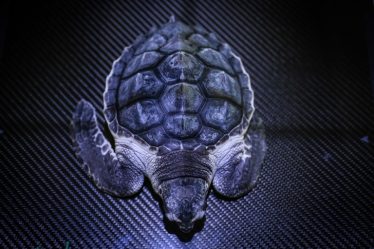 Les tortues marines sont revenues sur les plages de Thaïlande depuis la pandémie › Geeky News - 7