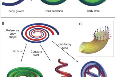 Pourquoi les coquilles de gastéropodes ont-elles cette forme ? – Sciences et avenir › Geeky News - 7