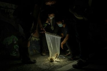 Taïwan se précipite pour arrêter une invasion soudaine de bœufs-crapauds › Geeky News - 5