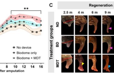 Des chercheurs parviennent à faire repousser la patte d’une grenouille adulte › Geeky News - 5