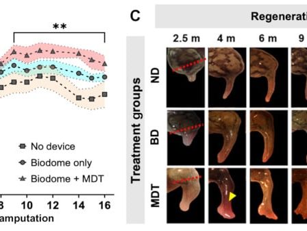 Des chercheurs parviennent à faire repousser la patte d’une grenouille adulte › Geeky News 86 Des chercheurs parviennent à faire repousser la patte d’une grenouille adulte › Geeky News - 85