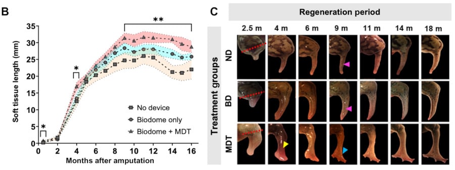 Des chercheurs parviennent à faire repousser la patte d’une grenouille adulte › Geeky News 2 Des chercheurs parviennent à faire repousser la patte d’une grenouille adulte › Geeky News - 1