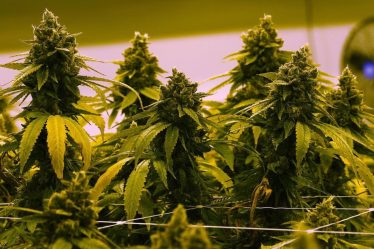 le cannabis pourrait protéger contre le Covid-19 › Geeky News - 5