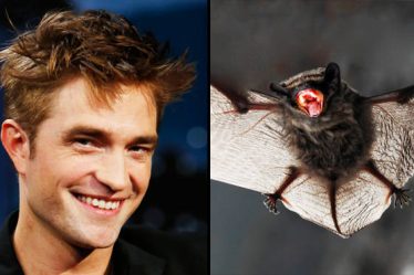 Robert Pattinson dit qu'il a regardé de vraies chauves-souris se battre pour se préparer à The Batman - 5