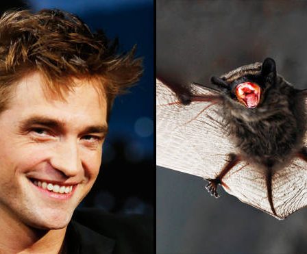 Robert Pattinson dit qu'il a regardé de vraies chauves-souris se battre pour se préparer à The Batman 10 Robert Pattinson dit qu'il a regardé de vraies chauves-souris se battre pour se préparer à The Batman - 9