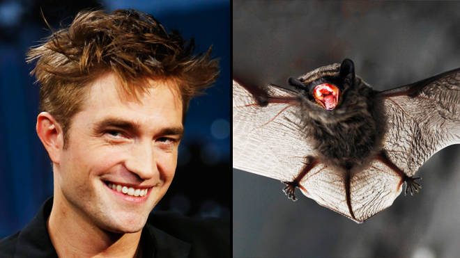 Robert Pattinson dit qu'il a regardé de vraies chauves-souris se battre pour se préparer à The Batman 2 Robert Pattinson dit qu'il a regardé de vraies chauves-souris se battre pour se préparer à The Batman - 1
