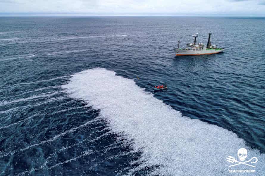 Choc en France après qu'un chalutier géant ait rejeté 100 000 poissons morts au large des côtes | Pêche 1 Poissons morts flottant sur la mer