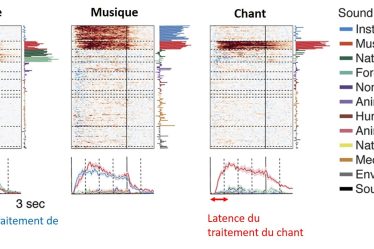 Des scientifiques ont découvert des neurons réagissant spécifiquement au chant › Geeky News - 7