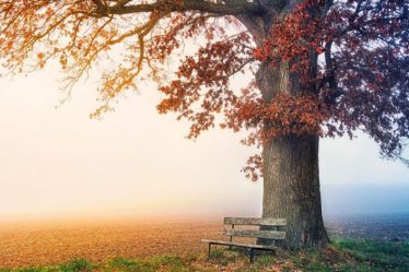 L’humanité au plus près des arbres – Sciences et Avenir › Geeky News - 3