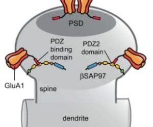L’origine cérébrale de la schizophrénie serait enfin cernée › Geeky News - 5