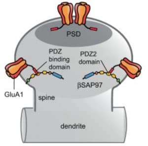 L’origine cérébrale de la schizophrénie serait enfin cernée › Geeky News - 1