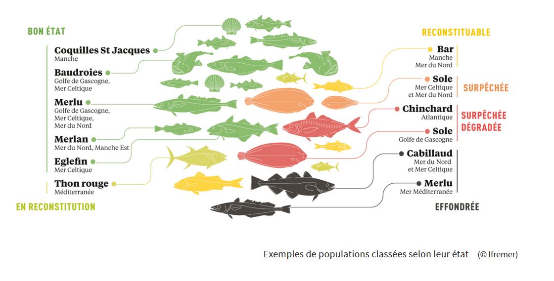 quelles espèces de poissons faut-il éviter de consumer? – Sciences and Future › Geeky News - 3