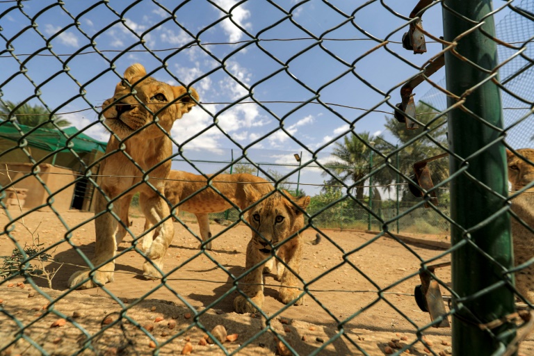 Des lionceaux dans la réserve d'al-Baguir, non loin de la capitale soudanaise, on February 28, 2022 (AFP - ASHRAF SHAZLY)
