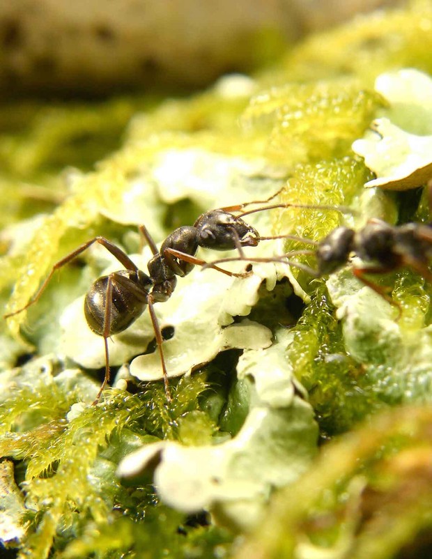 One of the Formica fusca ants involved in the research © Paul Devienne, Laboratoire d'éthologie expérimentale et comparée de l'Université Sorbonne Paris Nord Une fourmi Formica fusca sur une feuille verte