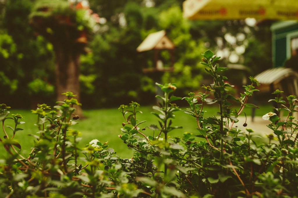Étapes essentielles pour le jardinier débutant 6 Entretenir votre jardin parfait toute l'année