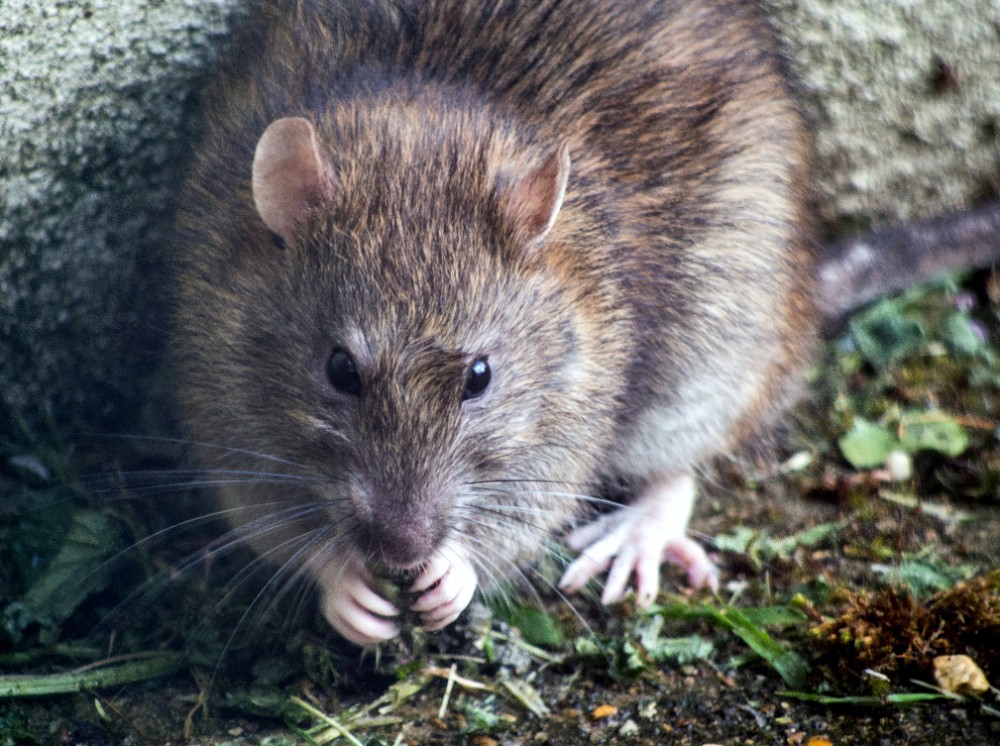 Les parasites domestiques courants et les risques pour la santé qu'ils entraînent 3 Pourquoi Long Island a plus que jamais besoin d'un service de lutte antiparasitaire