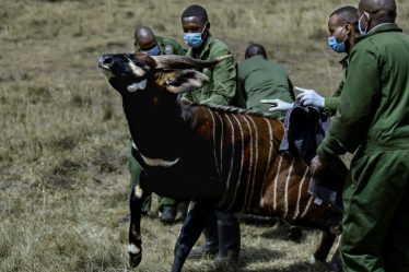 Au Kenya, the bongos de montagne de retour dans leur milieu naturel – Sciences et Avenir › Geeky News - 9