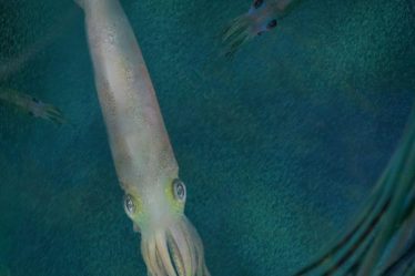 Découvrez le plus ancien fossile de vampire – Sciences et Avenir › News Geek - 5