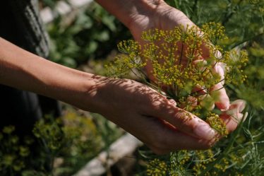 Étapes essentielles pour le jardinier débutant - 4